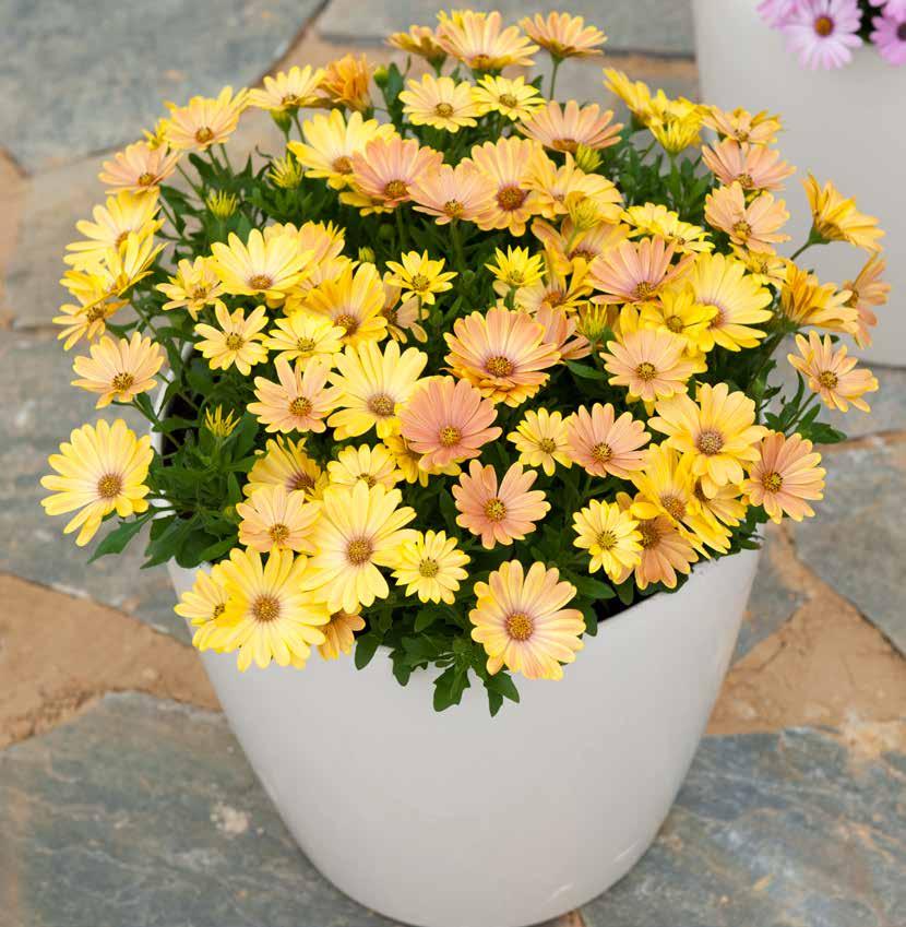 CAPE DAISY 16 Sakata s Osteospermum assortment represents more than 20 years of breeding experience in this popular crop.