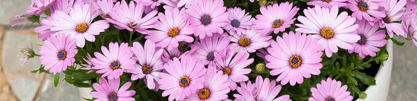 OSTEOSPERMUM X HYBRIDA OSTEOSPERMUM ATTRIBUTE GUIDE Series Variety For 6 packs 10-13 cm pot 14-17 cm pot Plant habit Cape Daisy Antique Rose No Yes No Mounded Cape Daisy Eye Catcher Purple No Yes Yes