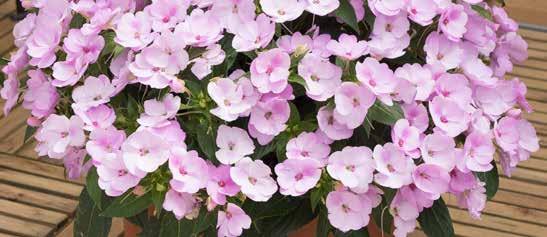 President Hiroshi Sakata SunPatiens Vigorous Rose Pink Page 11 SunPatiens Compact Orchid Blush Page 9 INTRODUCTION Sakata has more than 100 years of experience in providing growers with innovative