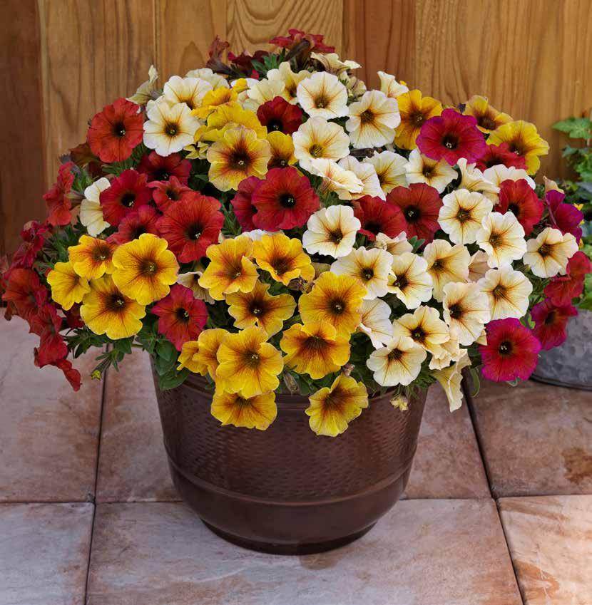 x PETCHOA x Petchoa is breakthrough interspecific breeding combining the best traits of Petunia and Calibrachoa.