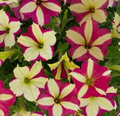SHIKKU COLLECTION UPRIGHT PLANT HABIT PETUNIA CANDY STRIPE Large and eye-catching Rose flowers with a stable White star pattern.