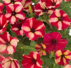 resistance Colour can turn more white under warm temperatures PETUNIA PEACH MELBA Special colour pattern! Peach Melba s Yellow-Red flowers change from colour according to temperature.