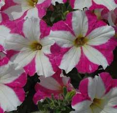 changes according to temperature, the colder the redder Early flowering Suitable for patio pots PETUNIA RASPBERRY STRIPE Beautifully coloured flowers with a Raspberry-Yellow star pattern.