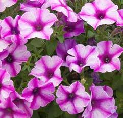 resistance PETUNIA ROSE DIAMOND Special white with rose stripe colour pattern.