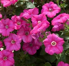 Long lasting flower Suitable for baskets and balcony boxes Stable colour pattern PETUNIA ROSE STAR Special flowers with a rose vein colour pattern a