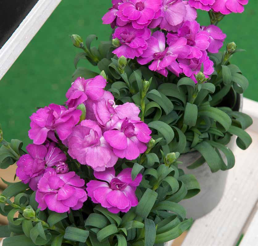 DIANTHUS HYBRIDA BONDIA Lavender Shades Purple Rose A consumer favourite! Dianthus BonDia is available in 4 lovely colours and is the ideal pot plant for growers and retail.