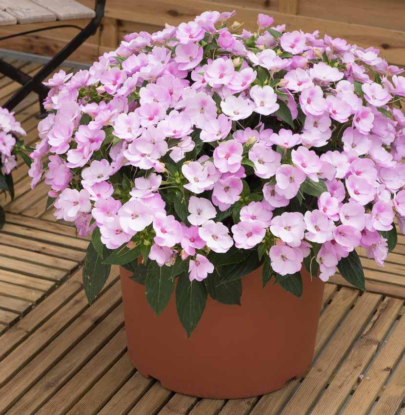 SUNPATIENS These remarkable plants represent a breeding breakthrough: robust, sun-loving Impatiens that thrive in full sun or part shade and deliver continuous colour from spring, all through summer