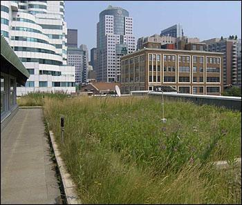 variances 300 building permits issued for green roofs (includes required and voluntary) Green