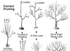Considerations in Pruning Trees that are pruned and