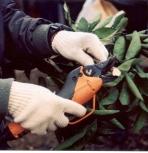 7 Training Training and pruning Introduction Citrus trees are a perennial crop.
