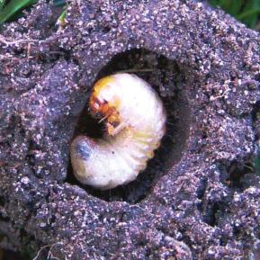 European Chafer (White Grub) Identification Mature European chafer larvae have a C-shaped body, are white with a brown head, and distinguishable from other grub species by the Y-shaped pattern of
