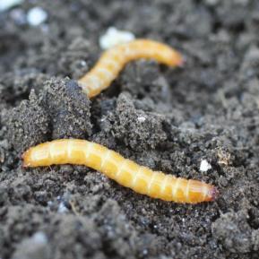 Wireworm Identification Wireworm larvae have hard, smooth, slender, jointed bodies and are usually copper coloured. Larvae in the juvenile growth stages can appear yellow or white.