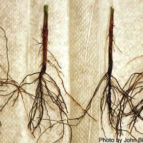 EARLY-SEASON FUNGAL DISEASES OF BEAN SEED AND SEEDLINGS Fusarium Conditions Infection generally occurs in wet, cool soil below 16 C Wilt symptoms don t appear until it becomes hot and dry Infection
