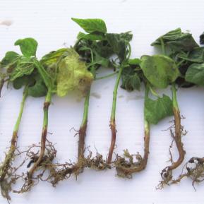 EARLY-SEASON FUNGAL DISEASES OF BEAN SEED AND SEEDLINGS Rhizoctonia Conditions Different strains of Rhizoctonia fungus can thrive in a variety of conditions.