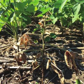 EARLY-SEASON FUNGAL DISEASES OF BEAN SEED AND SEEDLINGS Phytophthora Conditions Infection can occur at any growth stage Disease symptoms can appear on a single plant or in patches Phytophthora