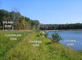 What are Vegetated Buffers ECOTONE The shoreline of a lake is the single most important aspect of lake ecology.