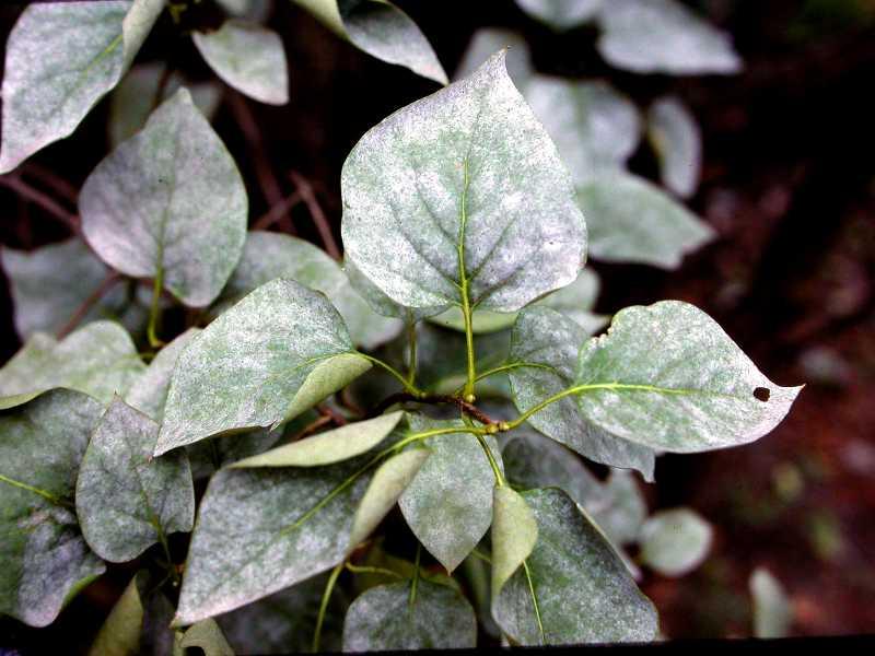 IPM Examples Disease problem powdery mildew Largely aesthetic Before selecting the spray option
