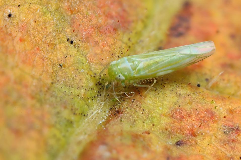 IPM Examples Leafhoppers in nurseries Symptoms, distorted and yellowing leaves on some hawthorns and azaleas. Clusters of white spots on undersides of leaves.