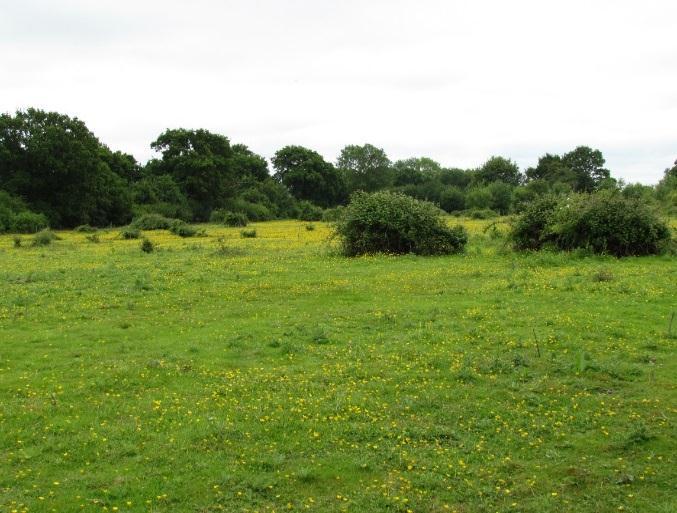 Another exciting, important adventure into re-wilding is the Knepp Estate 20 minutes from Horsham