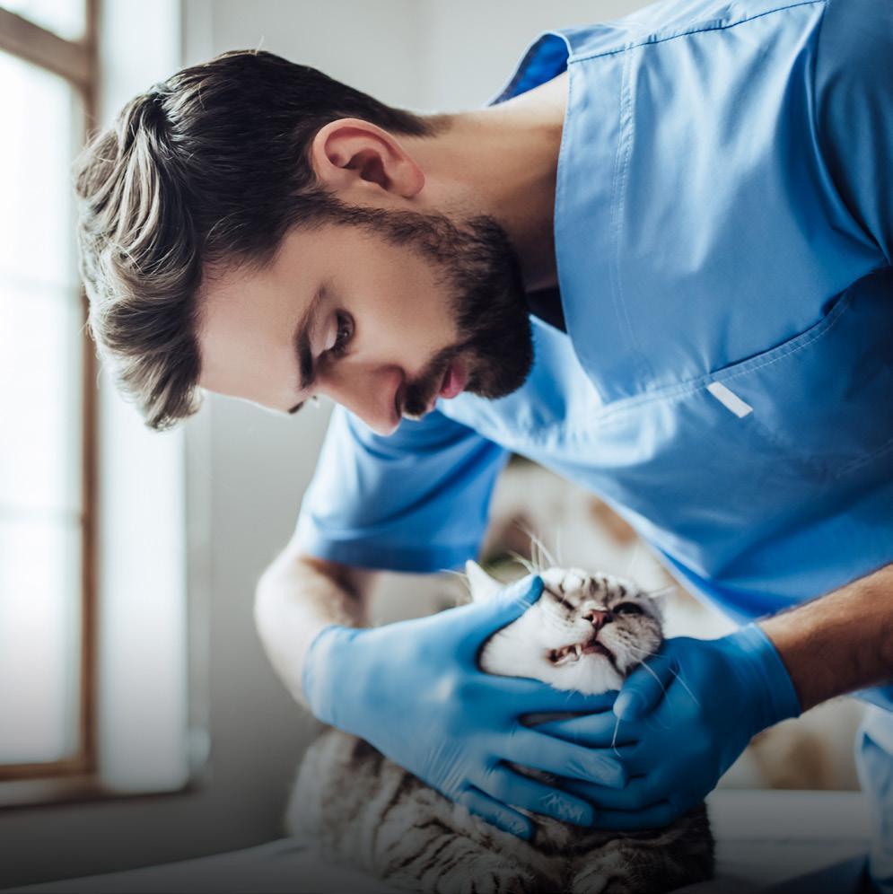 When it comes to animal health, our veterinary practice clients expect the same high quality of workmanship and surgical cleanliness that we apply to the human healthcare sector.