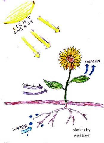 Next, draw a sun above the plant to symbolize the sun's energy. 3. Add a source of water for the plant.