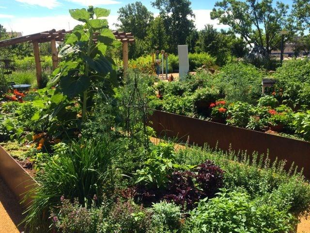 WHY SCHOOL GARDENS? TEACHERS, you can use your school garden to help students learn the art, science, mathematics, nutrition, and practical application of growing, harvesting, and eating healthy food.