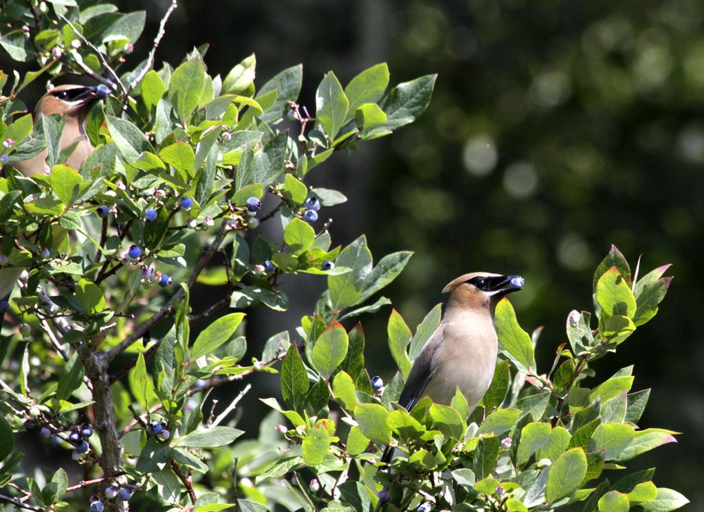 PULLING TOGETHER for the wild ones Blueberries, a native favored by many including these two cedar waxwings,
