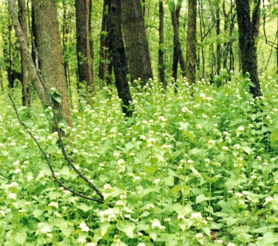 Garlic Mustard Alliaria petiolata When it spreads to adjacent forest, roots release a chemical