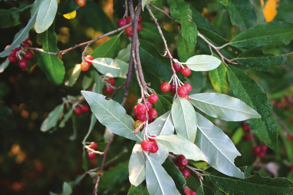 Autumn Olive Elaeagnus umbellata Dense shrub to 20'.