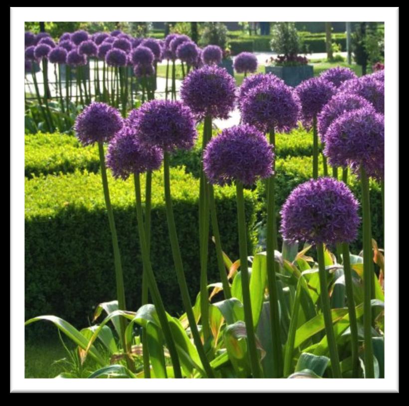 ALLIUM WHITE GIANT 3 bulbs/ $12 The tallest of the white alliums, its snowy white 6-8 blooms provide a dramatic