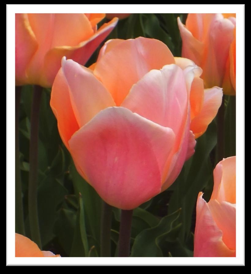 TULIP APRICOT BEAUTY 5 bulbs/ $10 An early bloomer with light rosy apricot petals.