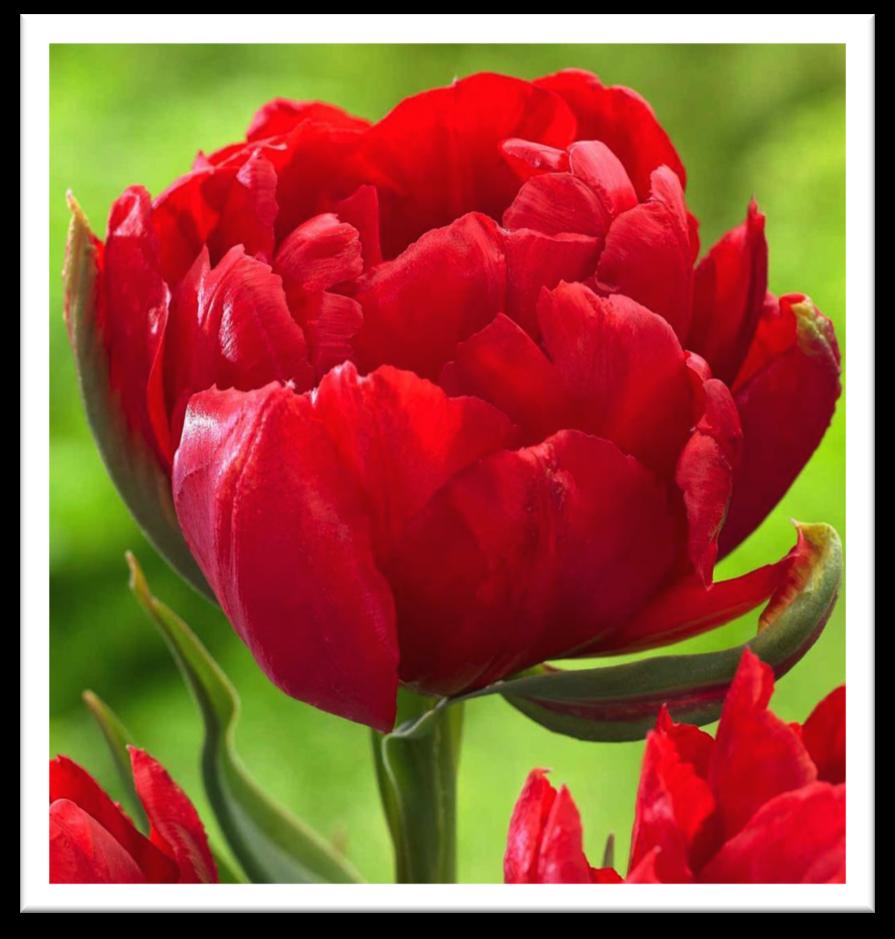 Lightly scented Plant 6 apart/ 7 deep Blooms: April May 18 high TULIP ABBA 5 bulbs/ $8 A showy, double early tulip
