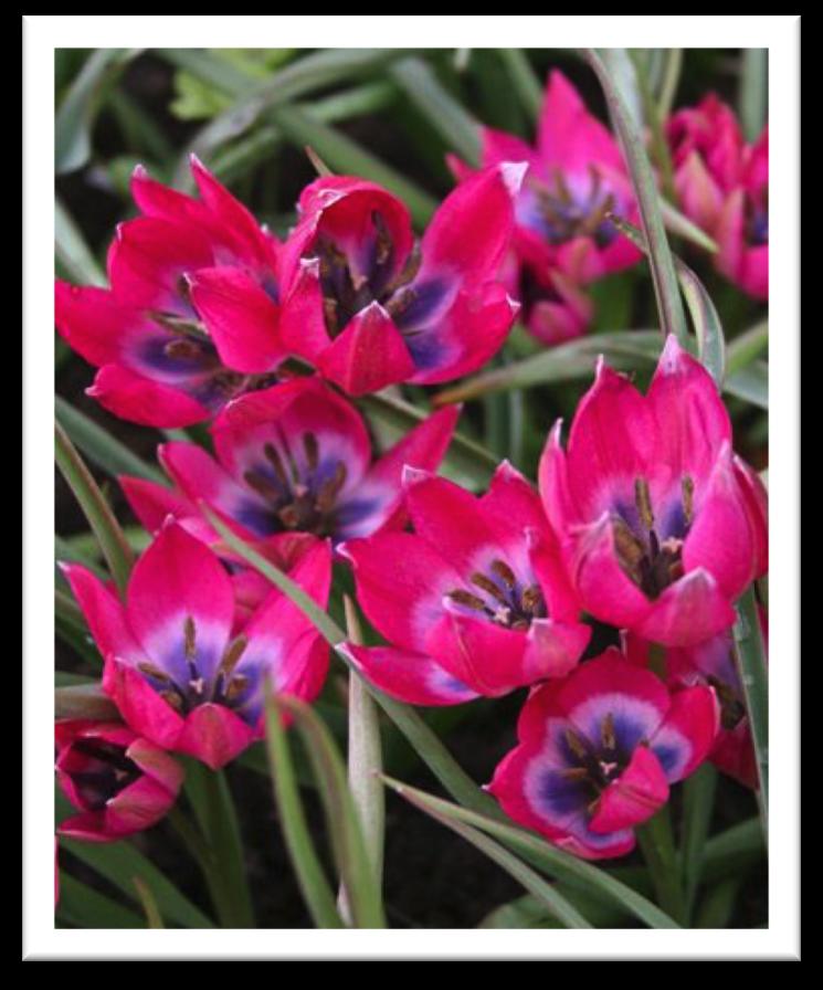 TULIP LITTLE BEAUTY 10 bulbs/ $8 Hardy, easy to grow, fragrant, and showy this cherry red species tulip will add vibrant color to rock gardens, borders, and