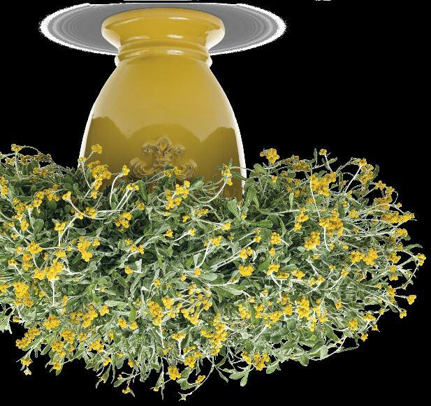 FLAMBÉ Yellow Chrysocephalum apiculatum 8-14" Vigor: 2 The unique blooms of this plant are truly enchanting, with small sprays of tiny