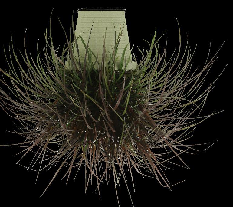 Our Graceful Grasses Collection is popular with consumers because these plants are easy