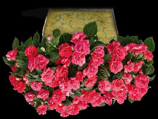 ROCKAPULCO Impatiens walleriana Rockapulco varieties feature unbeatable performance, plus the biggest, brightest, and most abundant flowers you ll find in double impatiens.