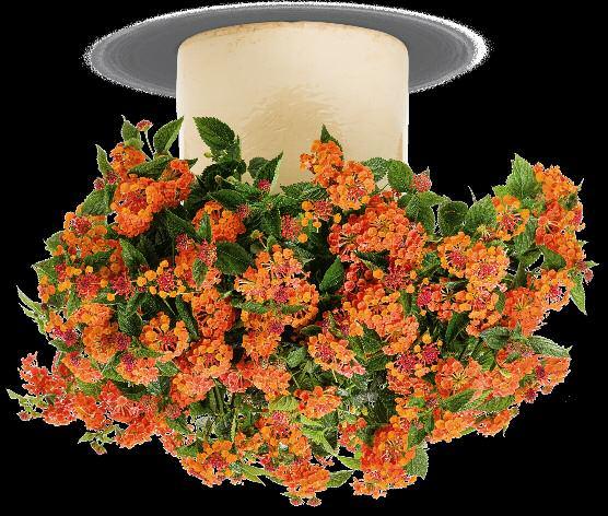 LUSCIOUS Lantana camara ANNUALS One of the most reliable recommendations you can make for customers looking for sun, heat and drought tolerant flowers that attract pollinators.