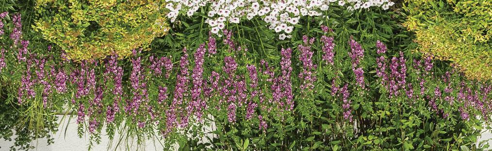 ANGELFACE Angelonia Vigor: 3 Growing Tips for ANGELFACE Warm and slightly dry conditions