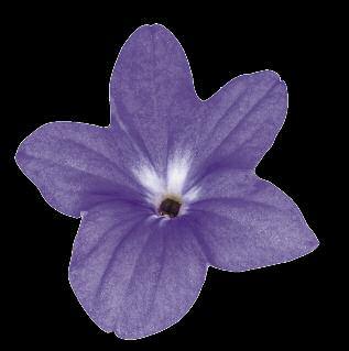 Brilliant violet purple or white blooms dot the emerald green foliage all season without deadheading.