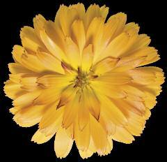 LADY GODIVA Orange Calendula 10-16" Vigor: 2 Broaden your collection of cold tolerant annuals with this double-flowered, golden orange