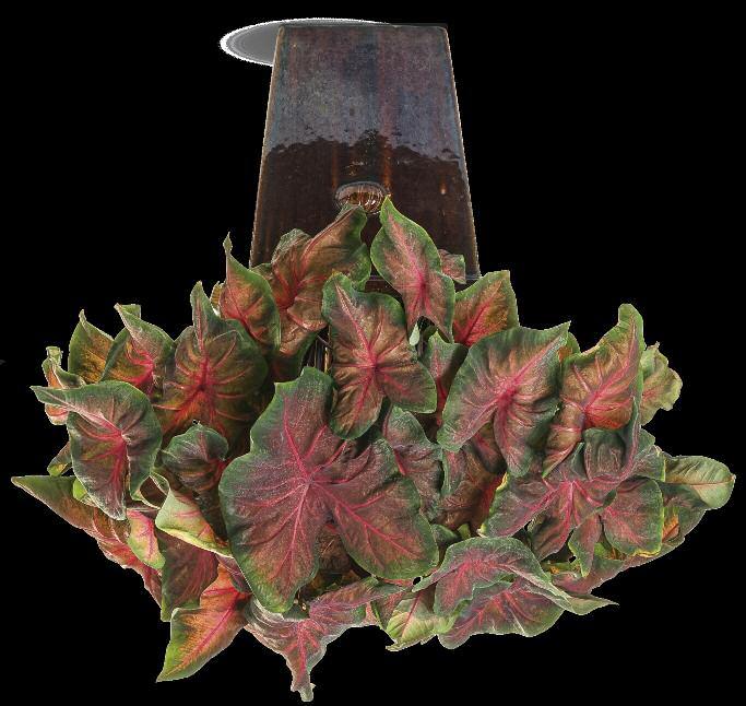 ARTFUL FIRE AND ICE Caladium hortulanum This striking, multi-colored tropical makes a terrific accent plant paired with other medium-vigor varieties in combinations and landscapes.