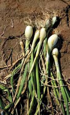 clotting. You can grow your spring onion plants from seed.