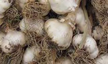 Growing garlic water regularly M T W T F S S Benefits: helps to lower blood pressure helps to lower