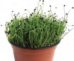 Growing chives water regularly M T W T F S S Benefits: can stimulate digestion aids digestion