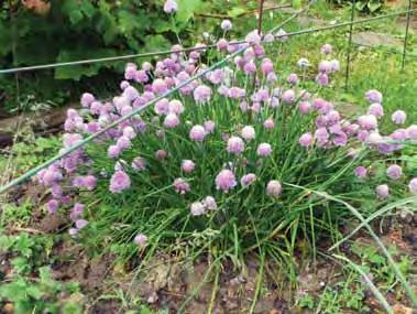 Look at sowing seeds indoors Look at sowing seeds outdoors Growing season for chives: sow