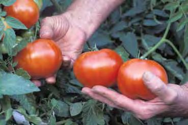You can grow your tomato plants from seed.