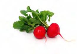 Growing radishes water regularly M T W T F S S Benefits: low in fat and calories good source of