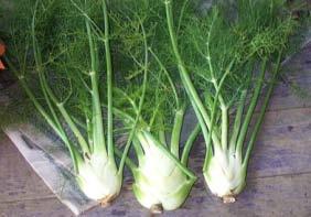 Florence Fennel is