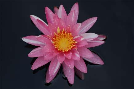 Feature Articles 5 Nymphaea Pink Dawn Named 2013 Collector s Aquatic Plant of the Year by Tamara Kilbane The International Waterlily and Water Gardening Society (IWGS) announces Nymphaea Pink Dawn as