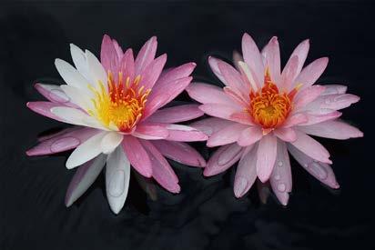 Pink Dawn was introduced by Dustin Machinsky, a water lily hybridizer and owner of Midway Gardens in Columbus, Texas.